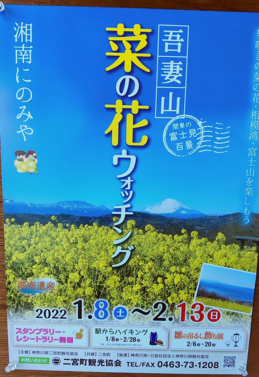 二宮 22年吾妻山菜の花ウォッチングは1月8日 2月13日まで 西湘コネクト